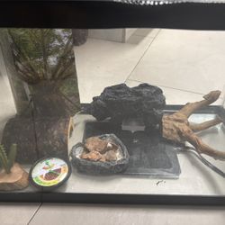Bearded Dragon Setup (Decor, Background & Accessories)