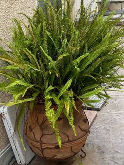 Large Mature Boston Fern in Decorative terra-cotta Pot with Wrought-iron stand– Healthy Patio Plant