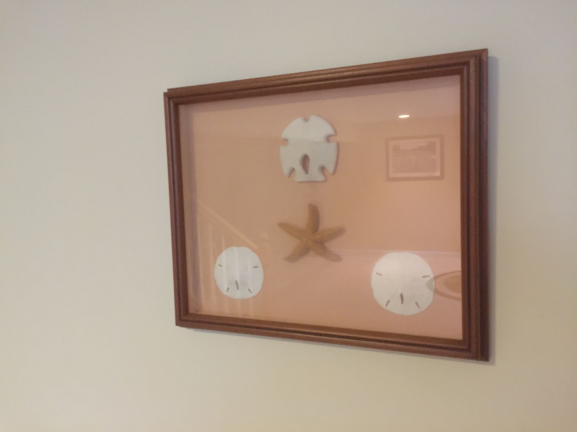 Custom framed shadow box item “Sand dollars& Starfish”