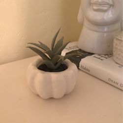 Fake Succulant Plant