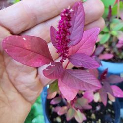 Amaranth Perennial In 4.5" Pots