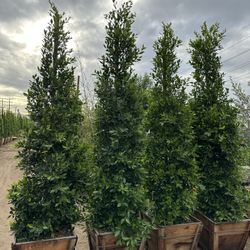 Ficus Nitida Indian Laurel Privacy Hedge