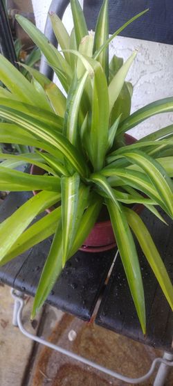 Spider plant natural