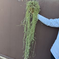 Big String Of Dolphins In 6” Pot 