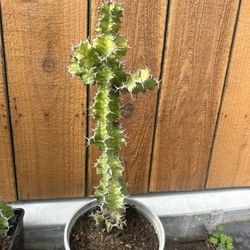 Euphorbia plant