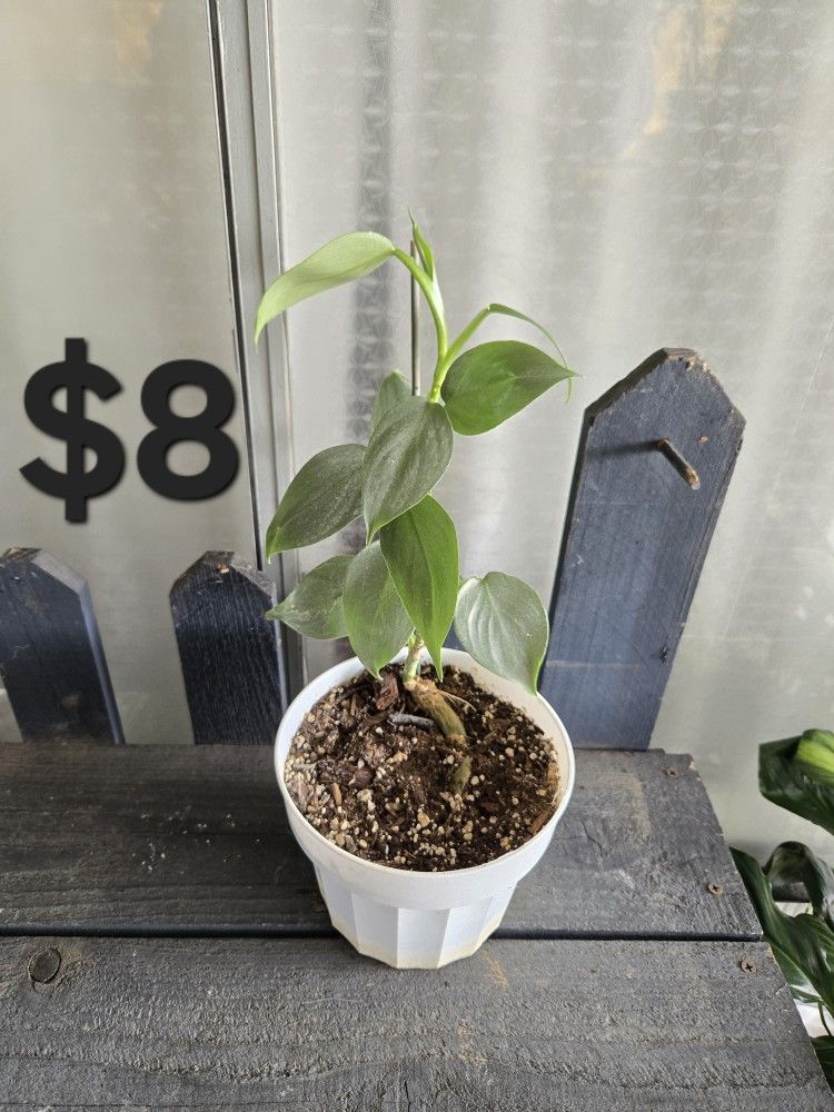 Silver Sword Philodendron Plant 