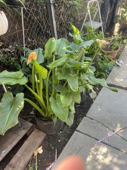 White Peace Lily Plant 3ft Tall
