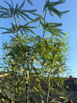 Árboles de mezquite chileno sin espinas en 5G 6F El Alto Desde el Suelo $50 Cada Uno Precio Fijo