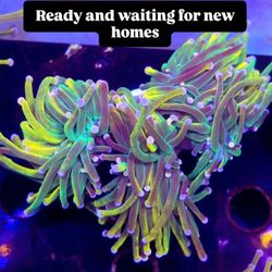 Repunzel Holy Grail Coral Decor 