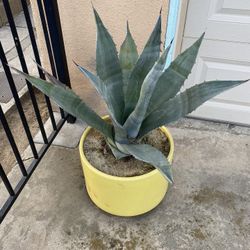 2 Nice Agave Plants (Pots NOT Included)