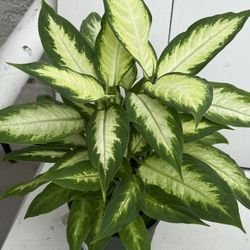 ♥️GORGEOUS♥️Dieffenbachia Dumb Cane  evergreen Plant❤️LOW MAINTENANCE 🙏PLS READ DESCRIPTION