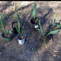Cold Hardy Sabal Minor Palm Plant 