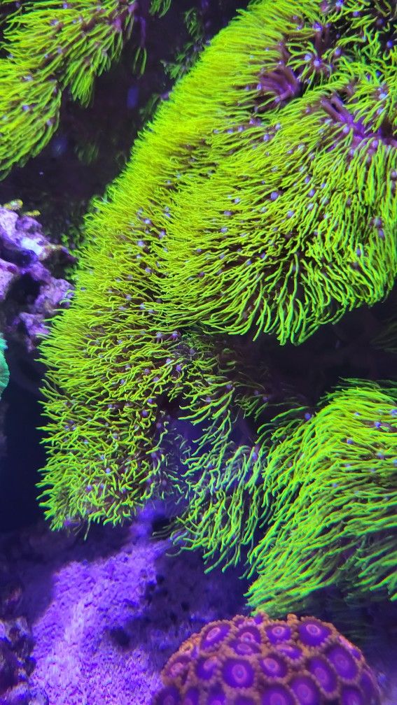 Fake GSP Coral