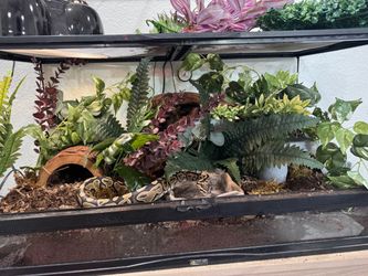 Ball python enclosure