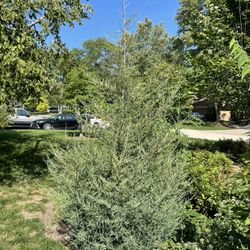 Blue Juniper Upright 10ft