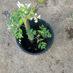 Moringa