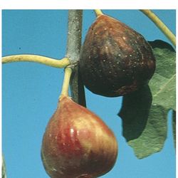 Turkey Brown Fig Fully Rooted Plant In 2 Gallon Pot