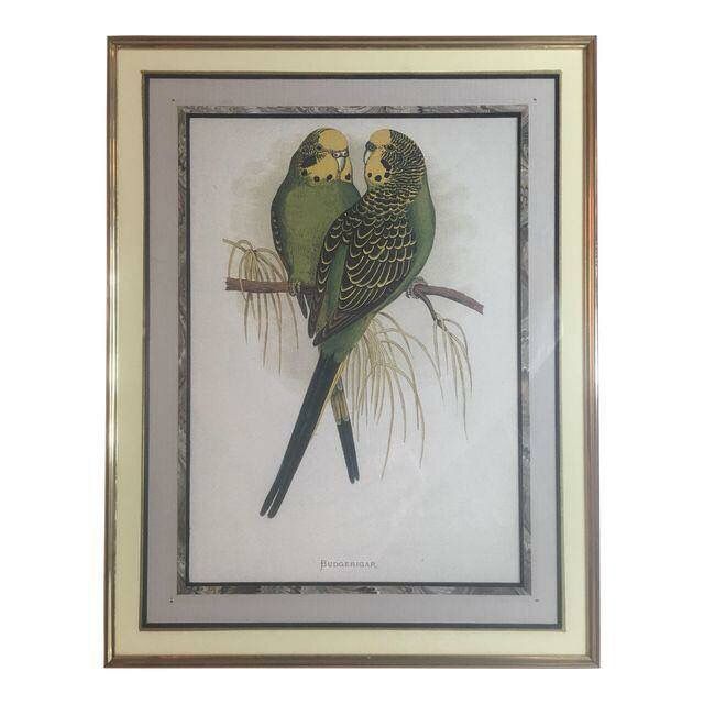Budgerigar Parakeet Lovebird Print