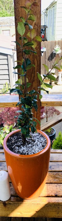 Live outdoor Star Jasmine plant in an orange Le Beau ceramic planter pot—firm price
