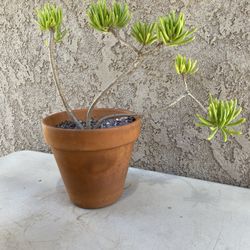 16” Lemon Bean Bush Tree/Senecio barbertonicus