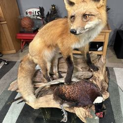 Fox Holding Pheasant 