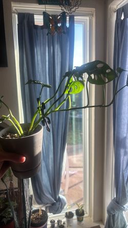 Mini monstera Swiss