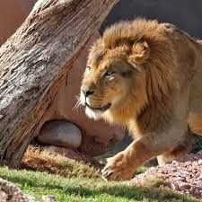 Phoenix Zoo Tickets 