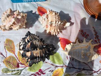 Lot of 4 Natural Seashells