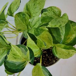 Harlequin pothos
