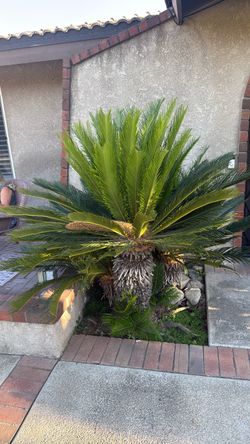 Sago palms