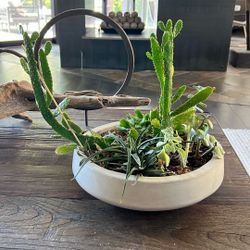 Succulent Plants 
