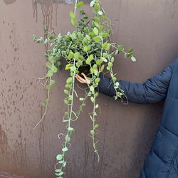 8” strings of coins