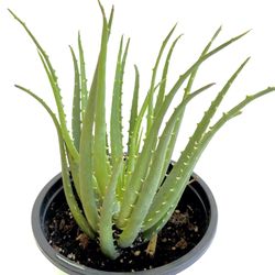 Hedgehog Aloe Plants