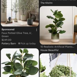 ISO Free Plants Real Or Fake