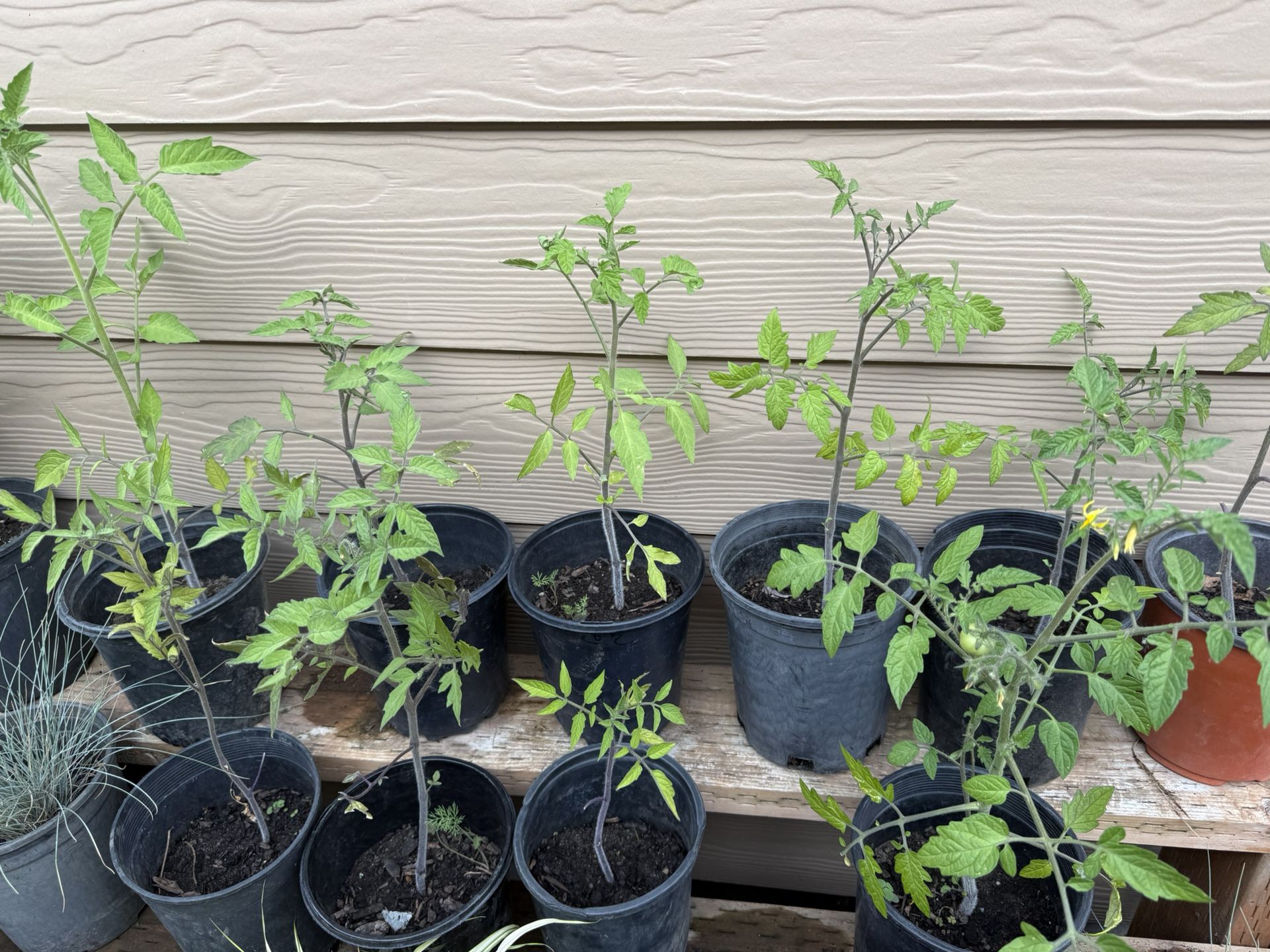 Tomato Cherry