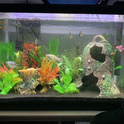 20 Gallon Talk Fish Tank