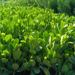 🪴🪴 Clusia Privacy Hedge Plants 3gl $4.50