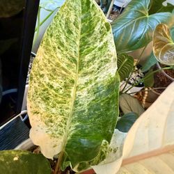 6” Anthurium Variegated Hookeri 