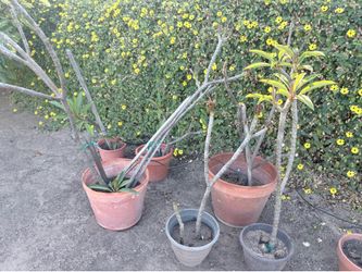 Plumerias
