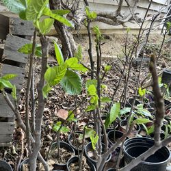 Fig Tree