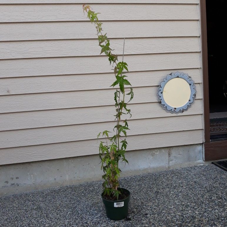 Japan Aple Tree