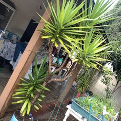 7ft Dracaena Plant Tree 