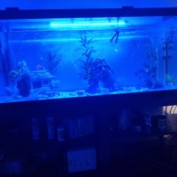 55 Gallon Tank And Stand 