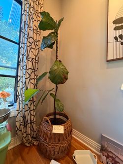 Large Fiddle Leaf Fig Tree | Mature Ficus Lyrata + Woven Basket