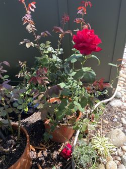 Mature Rose Bushes Plants Large Heavy Pots Flowers -