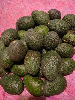 Avacados