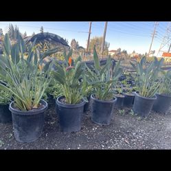 Birds Of Paradise