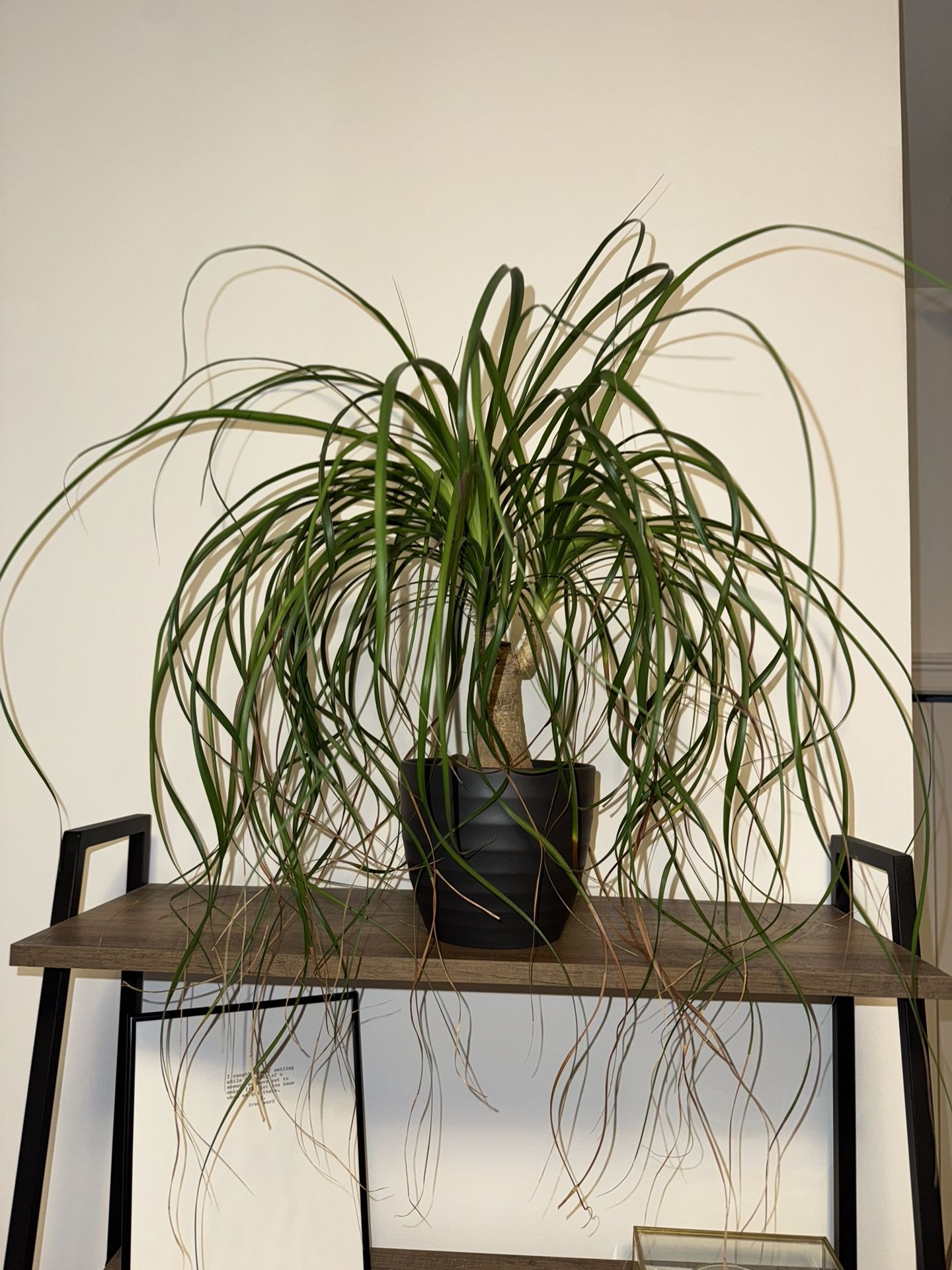 Pony tail plant