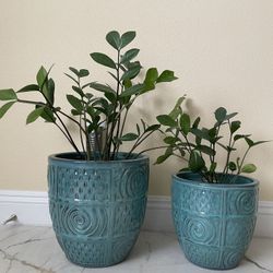 2 Beautiful ZZ Plants