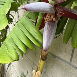 Banana Tree